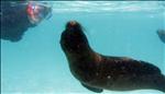 Galapagos seal